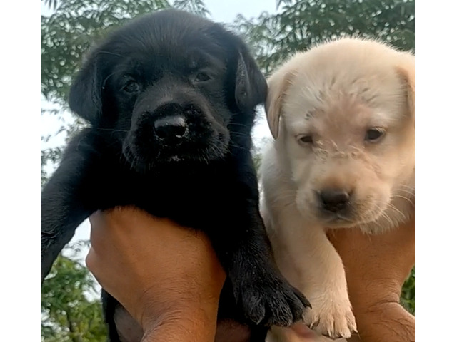 Golden and black lab puppies available in Delhi Gurgaon 8570830887 - 1/1