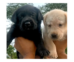 Golden and black lab puppies available in Delhi Gurgaon 8570830887