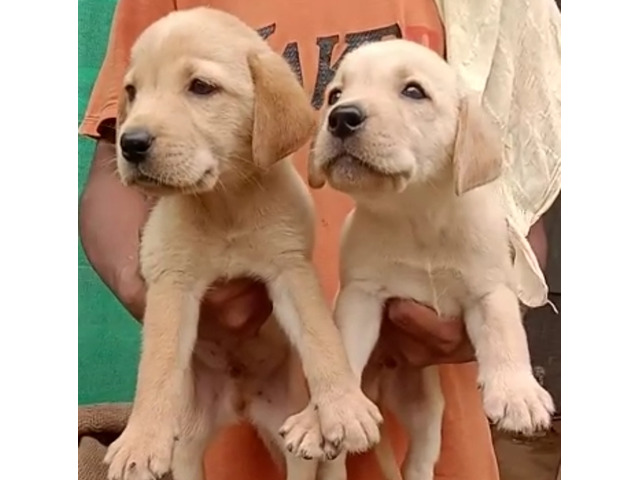 Labrador puppy available in Delhi Gurgaon 8570830887 - 1/1