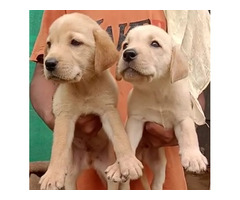 Labrador puppy available in Delhi Gurgaon 8570830887