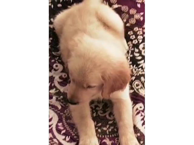 Golden Retriever Male puppy available in Gurgaon - 1/1