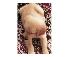 Golden Retriever Male puppy available in Gurgaon - 1