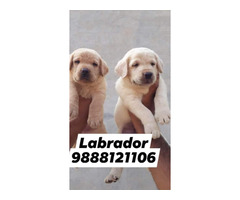Labrador puppy available call 9888121106 pet shop jalandhar - 1