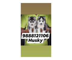 Siberian Husky puppy available call 9888121106 pet shop dog store jalandhar city