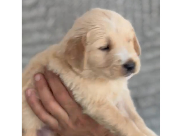 Golden Retriever Male puppy with vaccination available 8570830887 - 1/1