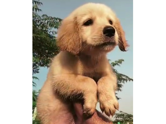 Vaccinated Golden Retriever Male puppy available in Delhi Gurgaon 8570830887 - 1/1