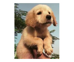 Vaccinated Golden Retriever Male puppy available in Delhi Gurgaon 8570830887 - 1