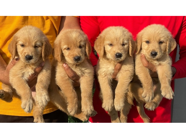 Golden Retriever Male puppy available in Gurgaon location 8570830887 - 1/1