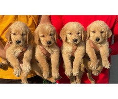 Golden Retriever Male puppy available in Gurgaon location 8570830887
