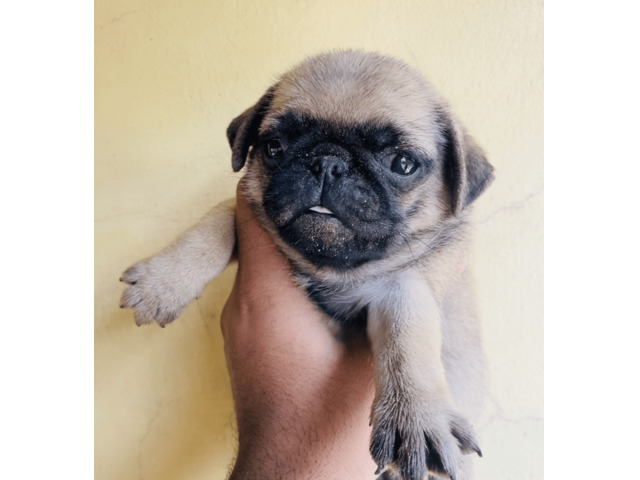 pugs for sale - 1/2