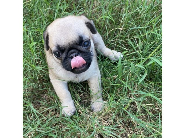 pugs for sale - 2/2
