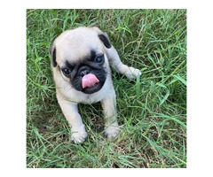 pugs for sale