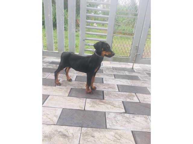 Doberman Female Puppy 2 months without KCI - 1/2
