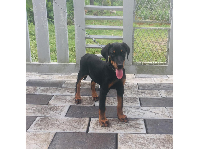 Doberman Female Puppy 2 months without KCI - 2/2
