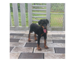 Doberman Female Puppy 2 months without KCI