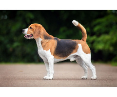 Beagle puppies for sale in Indore 7987036124