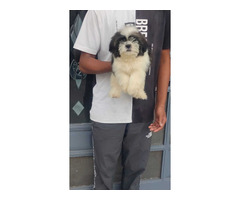 shihtzu puppies for sale in damoh 7987036124