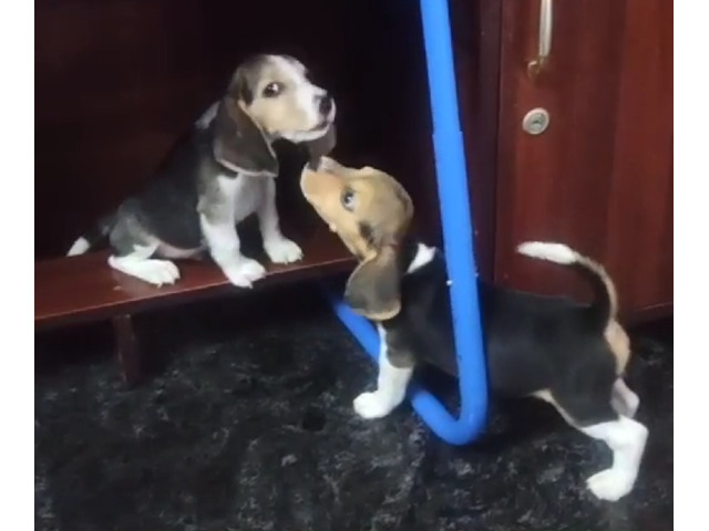 Good Quality Beagle Male and Female Puppy Available Location Thoothukudi - 2/2