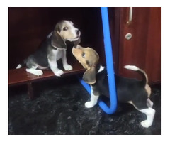 Good Quality Beagle Male and Female Puppy Available Location Thoothukudi - 2