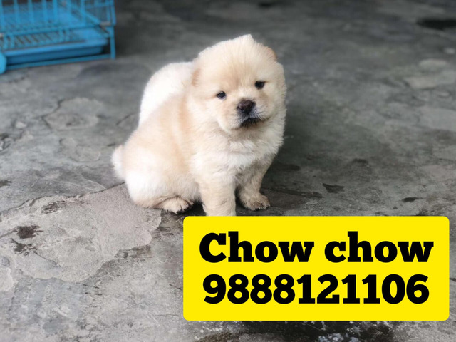 Chow chow puppy buy and sell in jalandhar phagwara chandigarh - 1/1