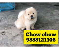 Chow chow puppy buy and sell in jalandhar phagwara chandigarh - 1