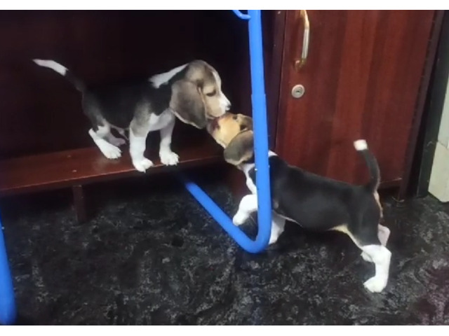 Good Quality Beagle Male and Female Puppy Available Location Thoothukudi - 1/2