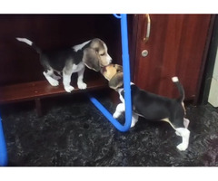 Good Quality Beagle Male and Female Puppy Available Location Thoothukudi