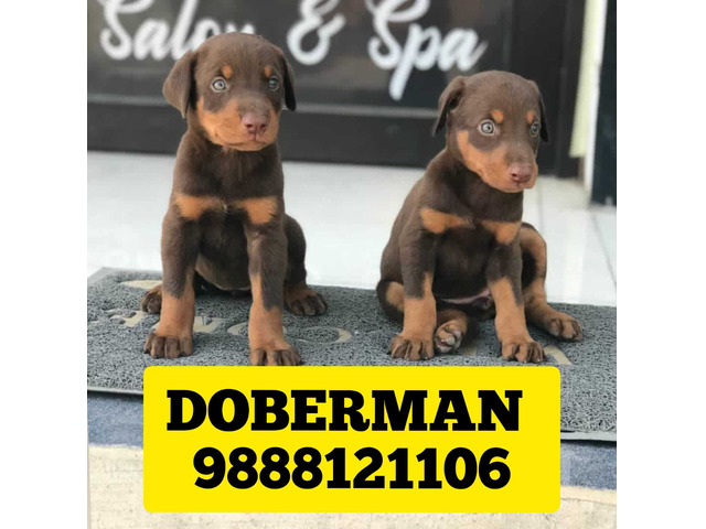 Doberman puppy available in jalandhar city 9888121106 - 1/1