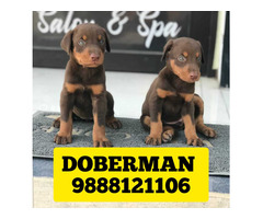 Doberman puppy available in jalandhar city 9888121106 - 1