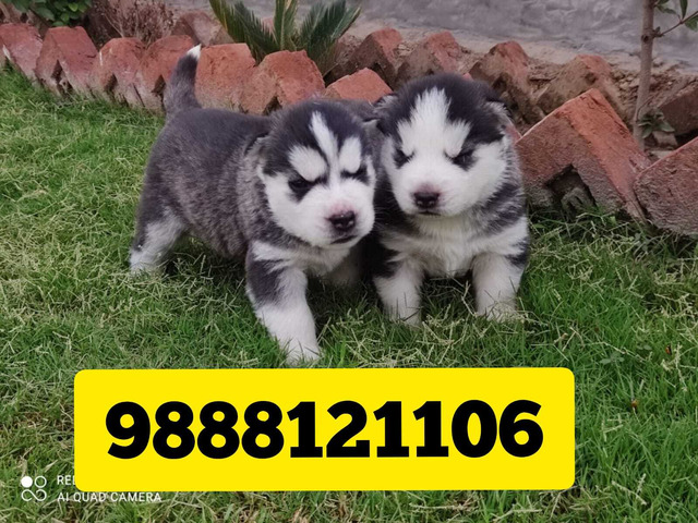Siberian Husky puppy available call 9888121106 pet shop dog store jalandhar city - 1/1