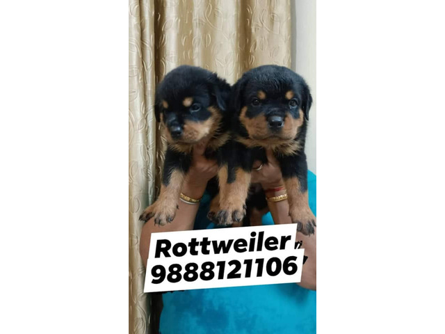 Rottweiler puppy available call 9888121106 pet shop dog store jalandhar city - 1/1