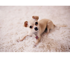 Chihuahua Price in Lucknow,  Chihuahua Dog for Sale