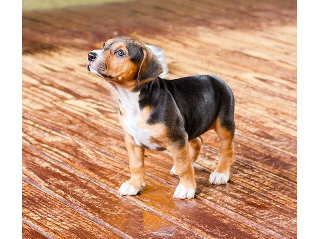 Beagle Price in Lucknow, Beagle Dog for Sale - 1/1