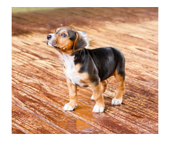 Beagle Price in Lucknow, Beagle Dog for Sale - 1