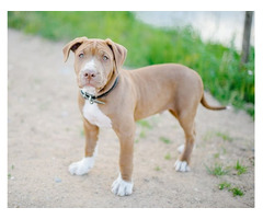 Pitbull Price in Lucknow, Pitbull Dog for Sale