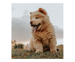 Chow Chow Price in Lucknow, Chow Chow Dog for Sale