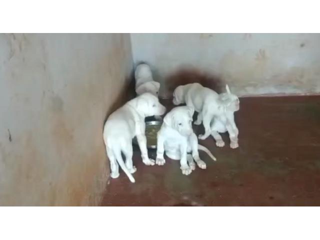 Dogo Argentino Dog for Sale in Chennai, Buy Online, Price - 1/1