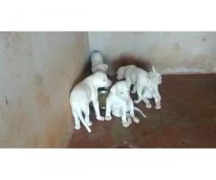 Dogo Argentino Dog for Sale in Chennai, Buy Online, Price