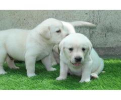 Labrador Male and Female available in chennai - 1