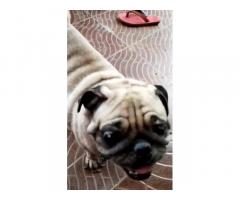 Pet Shop - Pug Adult Female For Sale in Chennai - 2