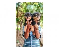 Rottweiler male puppy 40 days available in Chennai - 1