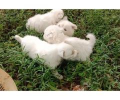 Pomeranian Puppy Price - Pomeranian puppies available in Nagercoil - 1