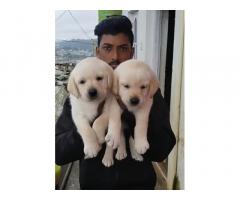 Labrador puppies available for sale