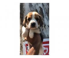 Beagle dog price-  Beagle Male And Female Puppies Available - 1