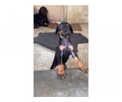 Doberman male and female puppies available for sale