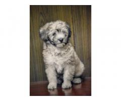 Lhasa Apso Puppy Price - Lhasa Apso Puppy for sale - 1