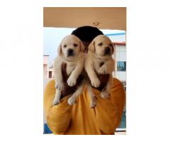 Labrador male and female puppies available in Chennai