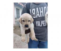 Labrador puppies for sale - 2