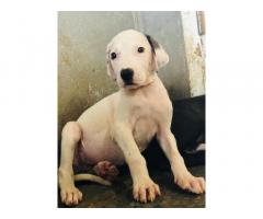 Pakistani Bully Puppies for sale