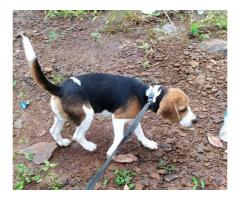 Beagle male for sale or exchange